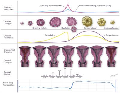 Fertility Awareness-Based Methods for Women's Health and Family Planning